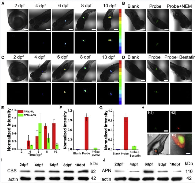 Scientific Research Results of Zhang Xiaobing-Yuan Lin's Research Group | TPQLs Fluorescent Dyes for Precise Two-Photon Imaging