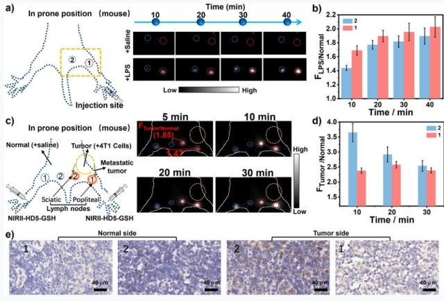 NIRII-HDs Fluorescent Dyes & Probes | High Stability & Superior Imaging Performance