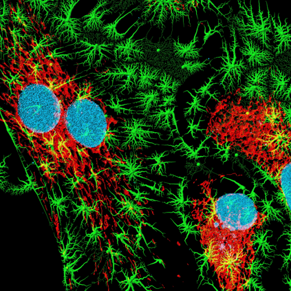 Professor He Qing’s new scientific research progress: hexasubstituted benzene derivatives