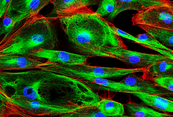 Comprehensive Analysis of Fluorescent Dye Labeling for Peptides, Proteins, and Antibodies