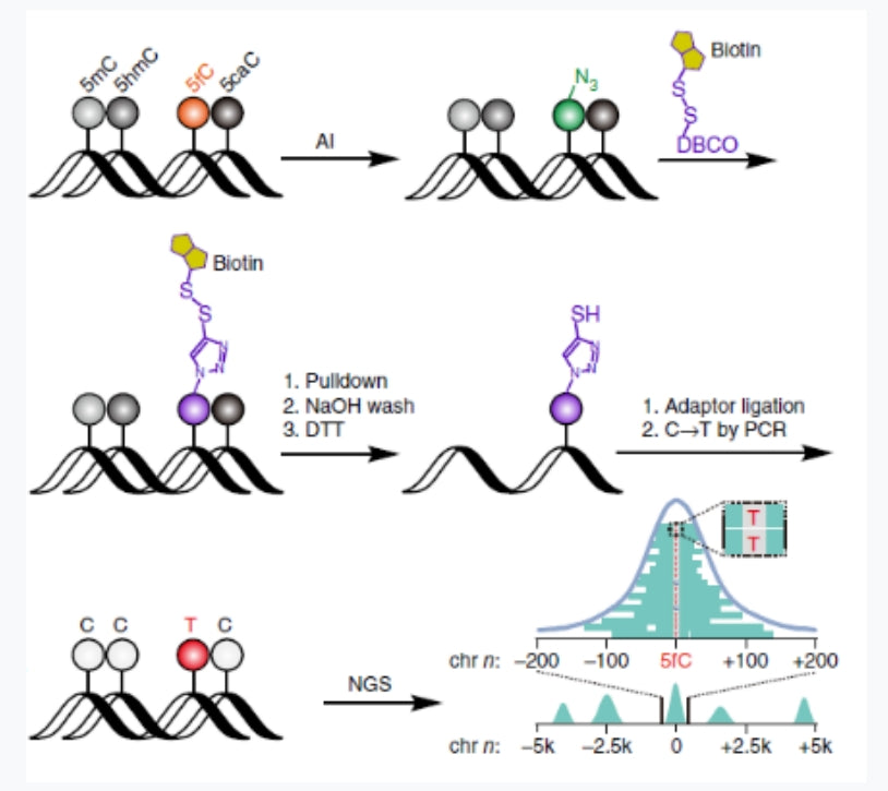 Scientific research achievements of researcher Yichengqi | 5-aldehyde cytosine (5fC) detection kit - no bisulfite treatment required, enabling sequencing of precious clinical DNA samples