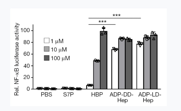 Research achievements of researcher Li Chao | ADP-heptose - starting a new journey of natural immunity