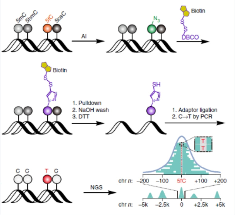 Scientific research achievements of researcher Yichengqi | 5-aldehyde cytosine (5fC) detection kit - no bisulfite treatment required, enabling sequencing of precious clinical DNA samples