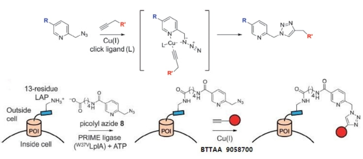 Scientific research achievements of researcher Li Xuebing | Ligands for efficient Cu(I)-catalyzed click chemical reaction (CuAAC)