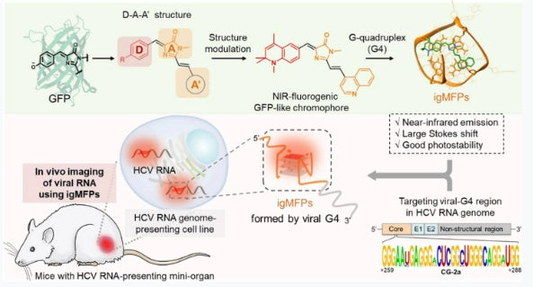 Professor Nie Zhou’s scientific research achievements | Living cell nucleic acid G-quadruplex near-infrared fluorescent probe——NIR-2