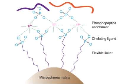 Scientific research achievements of researcher Ye Mingliang | High-efficiency phosphopeptide enrichment material Ti-IMAC - strong phosphorylation identification ability
