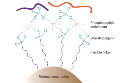 Scientific research achievements of researcher Ye Mingliang | High-efficiency phosphopeptide enrichment material Ti-IMAC - strong phosphorylation identification ability