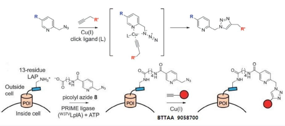  Ligands for efficient Cu(I)-catalyzed click chemical reaction (CuAAC)