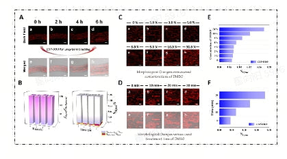 FM 2.0 Fluorescent Dye Series - Long-term Plasma Membrane Imaging Dyes_(Qian group)