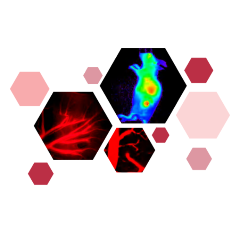 Academician Benzhong Tang's Original Innovations: AIE Organelle Probes & Fluorescent Nanoparticles