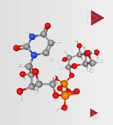 Homogeneous HA/HC Polysaccharides - J&K Scientific LLC