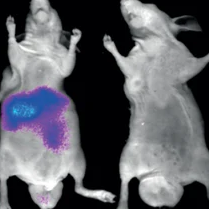 Professor Yang Youjun’s scientific research achievements | EC series of near-infrared fluorescent dyes—biocompatible