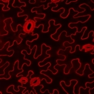 FM fluorescent dye—probe for cell membrane imaging and neuronal cell tracking