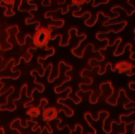 FM series fluorescent dyes labeling cell membranes in plant root tip cells for high-specificity imaging