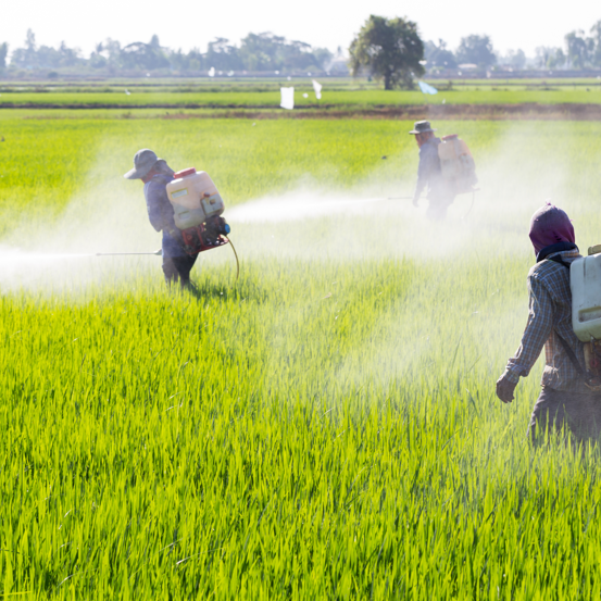pesticide impurity，J&K scientific