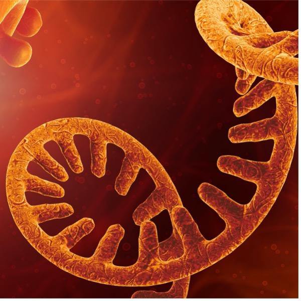 The Ubiquitous ‘Poly(A)’ and Its Applications in Life Science - J&K Scientific LLC