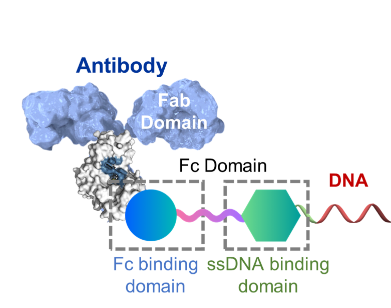 AND Linker for Rapid and Specific Antibody-Oligonucleotide Conjugation