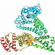 Bovine serum albumin, 98%, Australia origin, low IgG, low fatty acid|109636|9048-46-8