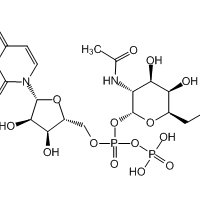 Uridine-5'-diphospho-N-acetylgalactosamine disodium salt, 95%|117112|108320-87-2