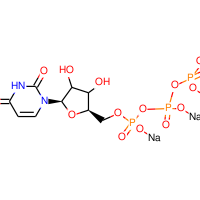 Uridine 5'-triphosphate trisodium salt hydrate, 95%|921231|19817-92-6