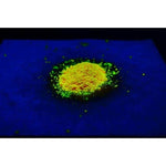 Copper Indium Disulfide/Zinc Sulfide Quantum Dots, Peak Emission 550nm ± 10nm, QY > 75%|29-8500|927198-36-5
