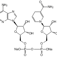 β-Nicotinamide adenine dinucleotide disodium salt, 98%, reduced|302449|606-68-8
