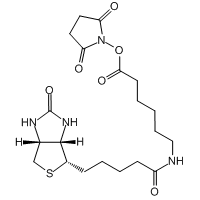 N-Succinimidyl 6-biotinamidohexanoate, 98%|416884|72040-63-2