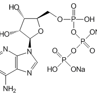 Adenosine 5'-triphosphate disodium salt, 98%|977666|987-65-5