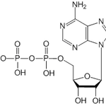 Adenosine 5'-diphosphate|CS-W011634|58-64-0