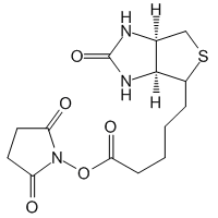 (+)-Biotin-N-hydroxysuccinimide ester, 99%|454043|35013-72-0