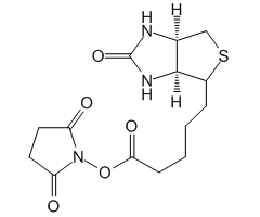 (+)-Biotin-N-hydroxysuccinimide ester, 99%