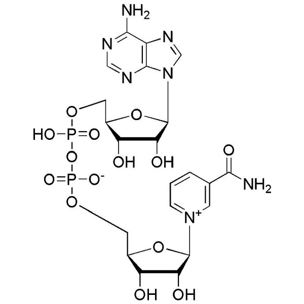 b-Nicotinamide adenine dinucleotide|00229|53-84-9