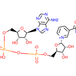 a-Nicotinamide adenine dinucleotide, yeast|42085|7298-93-3