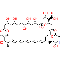 Amphotericin B|524880|1397-89-3