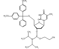 5'-O-(4,4'-Dimethoxytrityl)-2'-deoxythymidine-3'-(2-cyanoethyl-n,n-diisopropyl)phosphoramidite, 99%|546099|98796-51-1