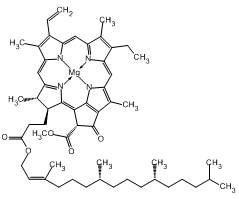 Chlorophyll a|41933|479-61-8
