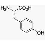 L-Tyrosine|00304|60-18-4