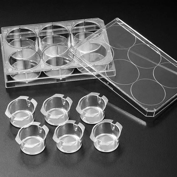 SPLInsert? Hanging, 6 Inserts/6 well plate, PC, 3μm, Growth Area 4.52?, 1.5~2.5ml, Translucent, Sterile|35106